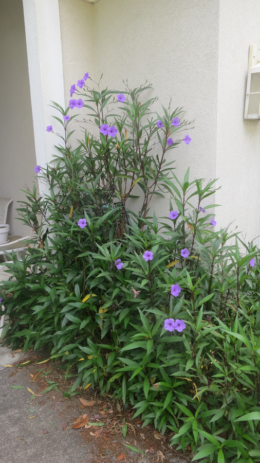 tall purple flowers on stalk