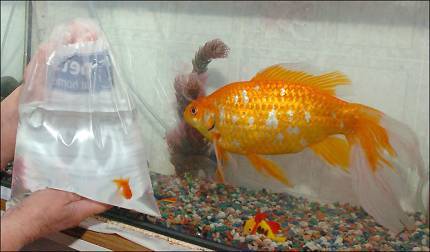 A Visual Perspective On Goldfish Size