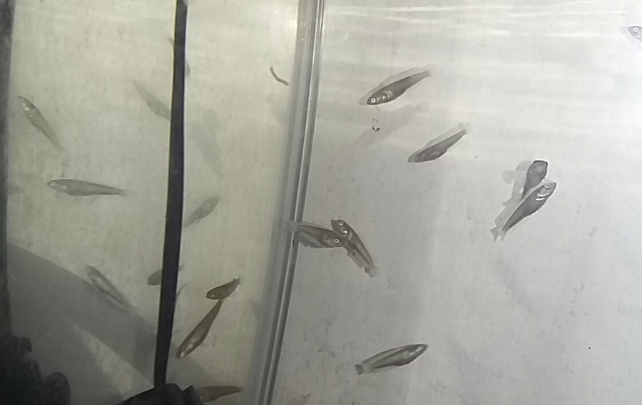 Snakehead Fry Growth Rate
