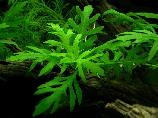 Keeping A Planted Goldfish Tank; Which Live Plants Work Best With Goldfish?