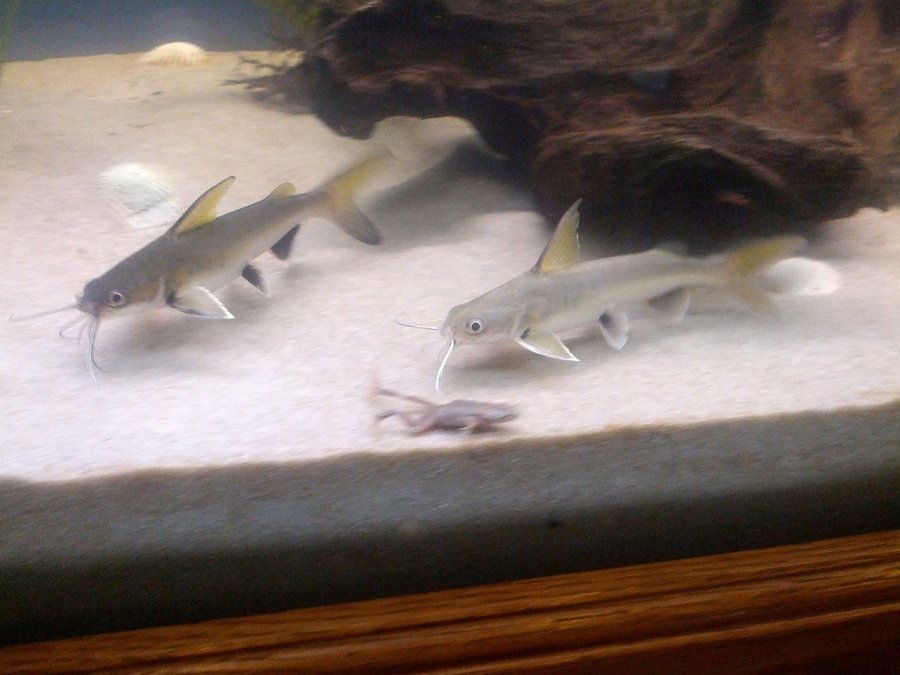 5 Species Of Catfish Every Aquarist Should Know About