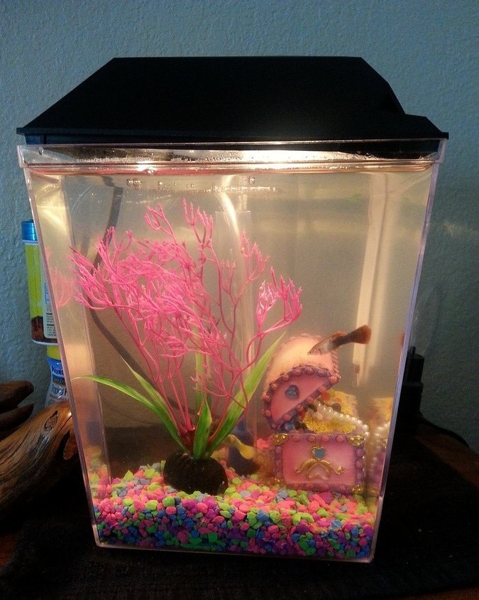 One Gallon Tanks, Can You Do Anything With Them? This Blog Reveals