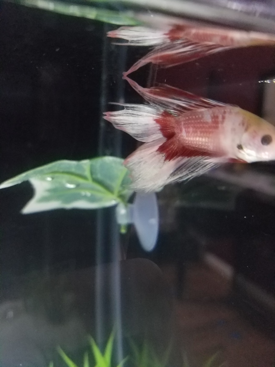 I Bought A New Betta From Petsmart A Few Days Ago And Im Concerned As His  F