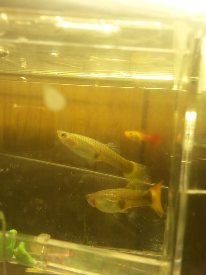 Also Is It Usual Fornthe Female Guppy Gills To Turn A Brighter Red