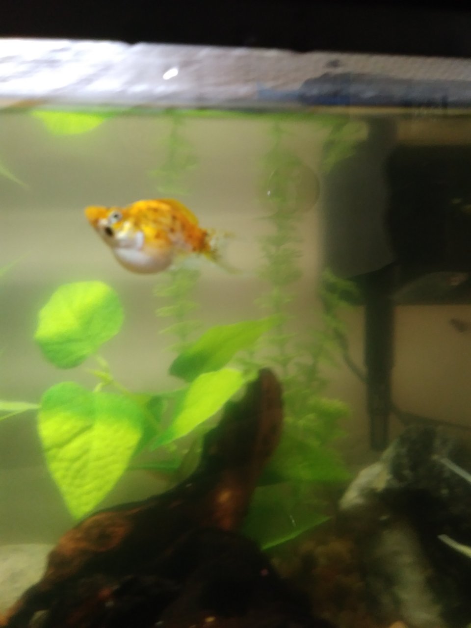 Is My Balloon Molly Pregnant?* *Pics Attached*
