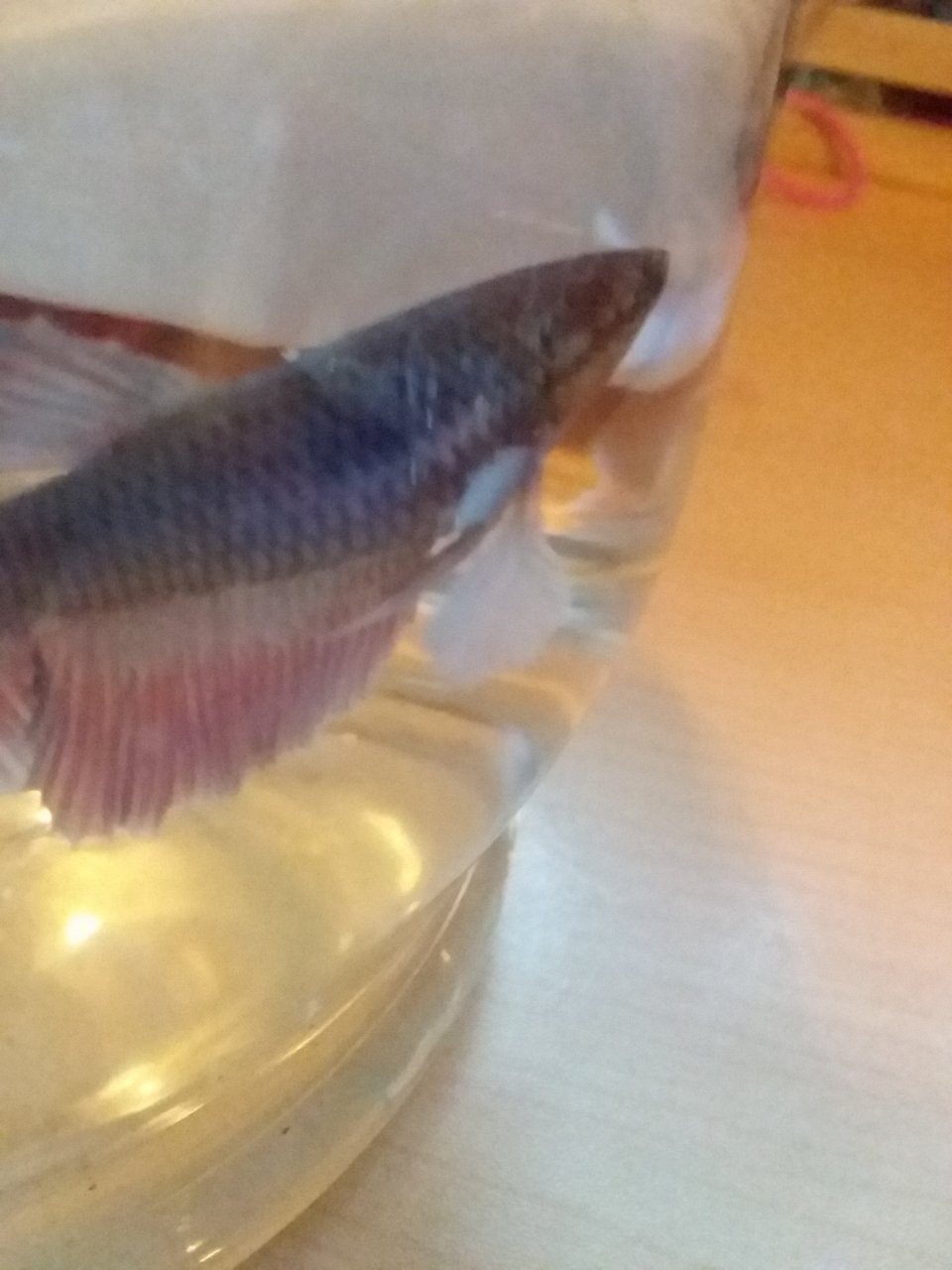 Does My Female Betta Have Dropsy Signs?!