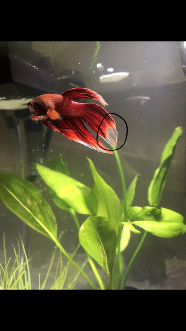 What Is Wrong With My Fish? (Bite Mark?!?)