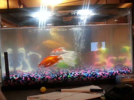 I Have A 10gallon Tank With 8 Goldfish And 2 Alge Eaters And My Goldfish  Ar