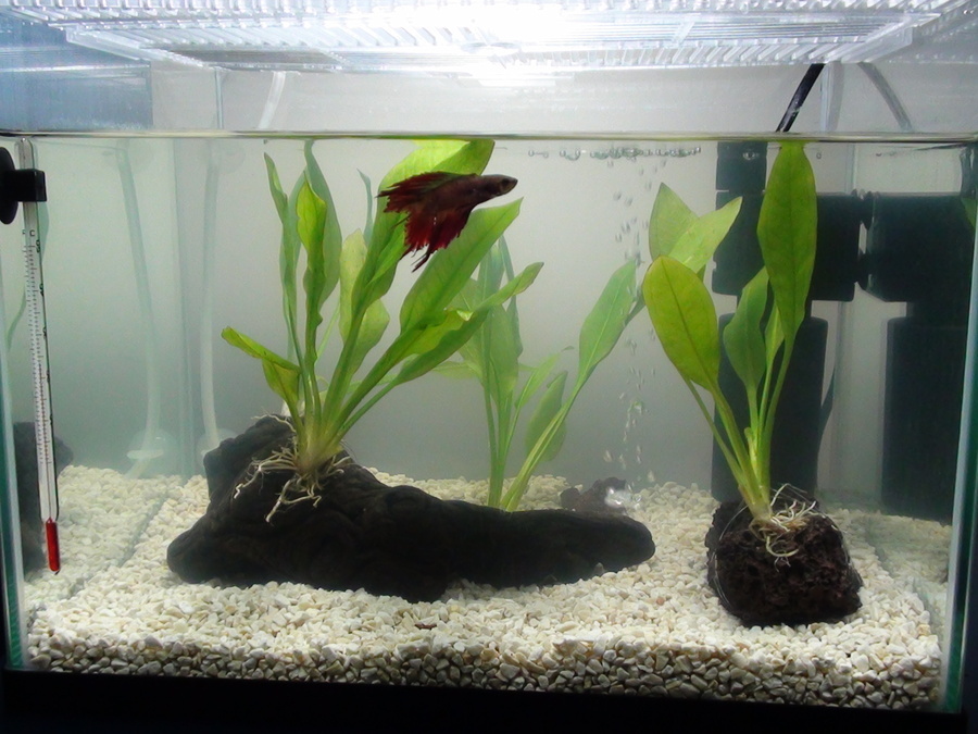 I Have A Betta 5 Gallon Planted Aquarium, With A Small Heater