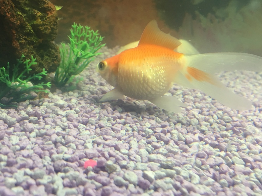 Pregnant Goldfish? How to Tell If a Goldfish Is Pregnant