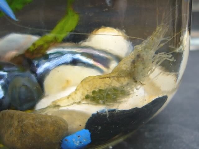 How To Hatch Ghost Shrimp Eggs