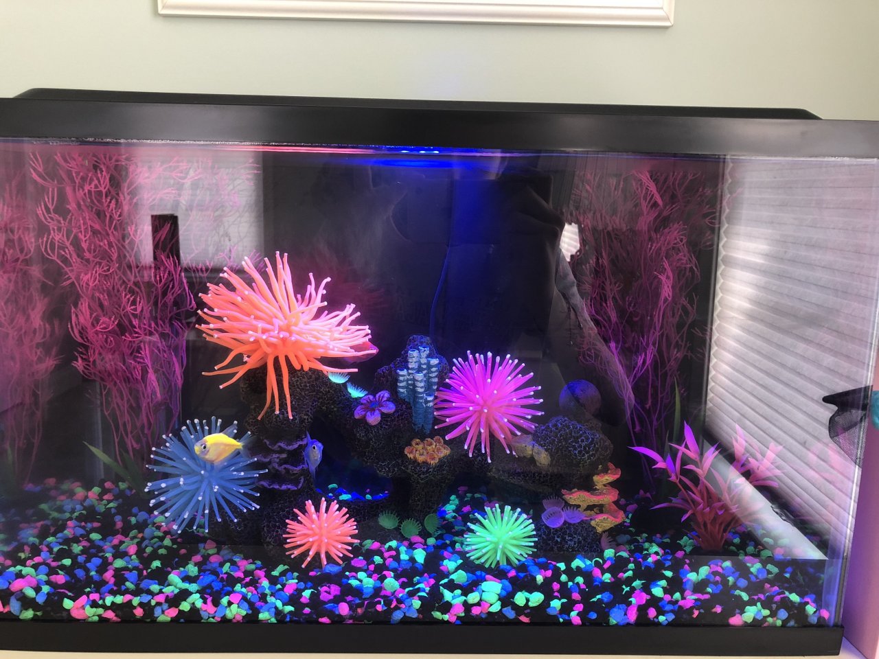 How Often Do I Change The Filter Cartridge?!?! And, How Long Do Glow Fish  Live