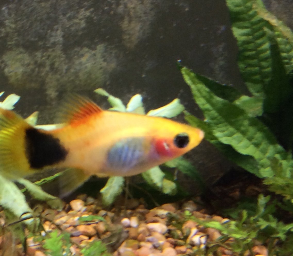 Why Are My Platy's Gills Red ?