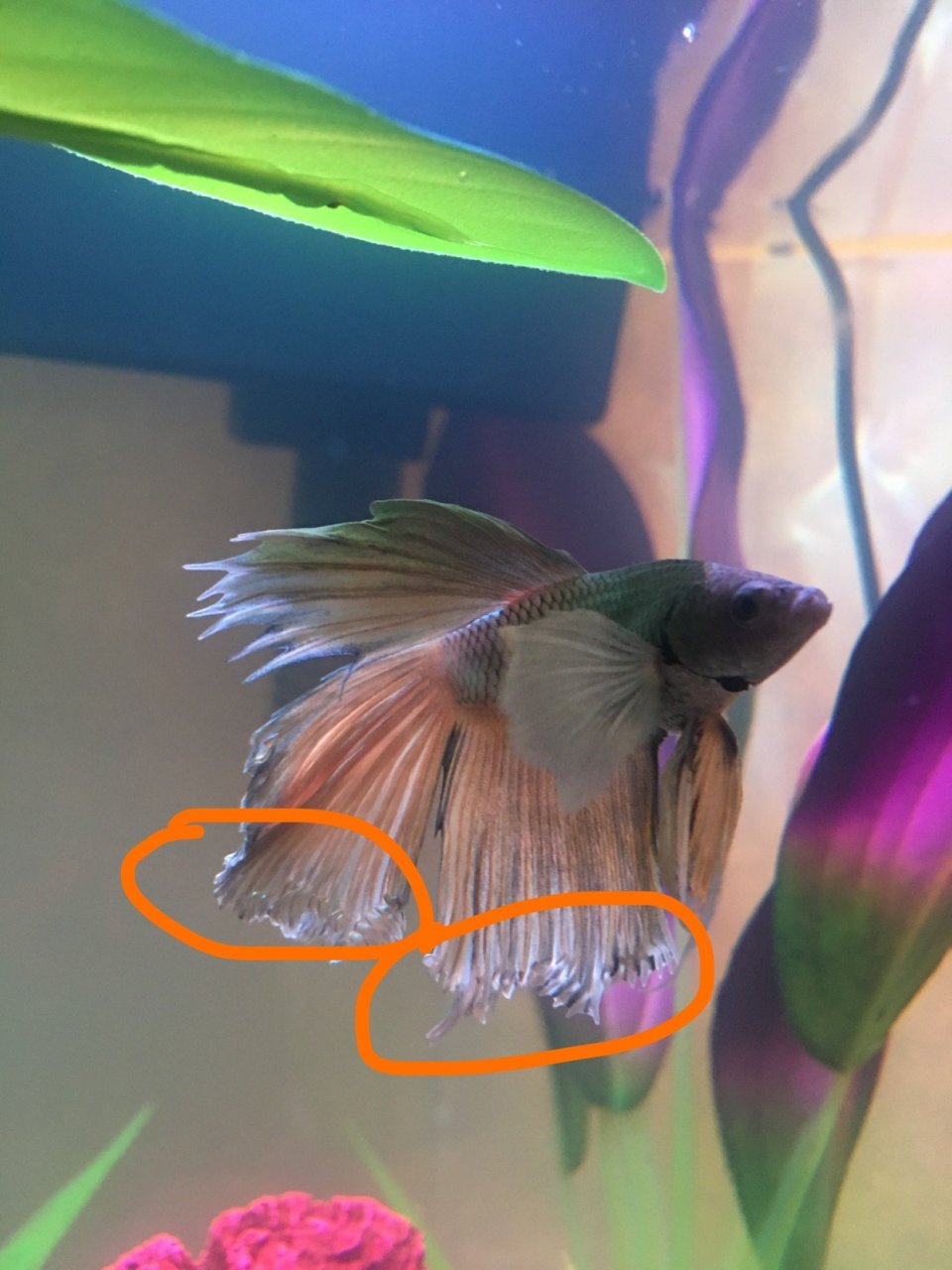 Halfmoon Betta With A Clamped Fin??? Help