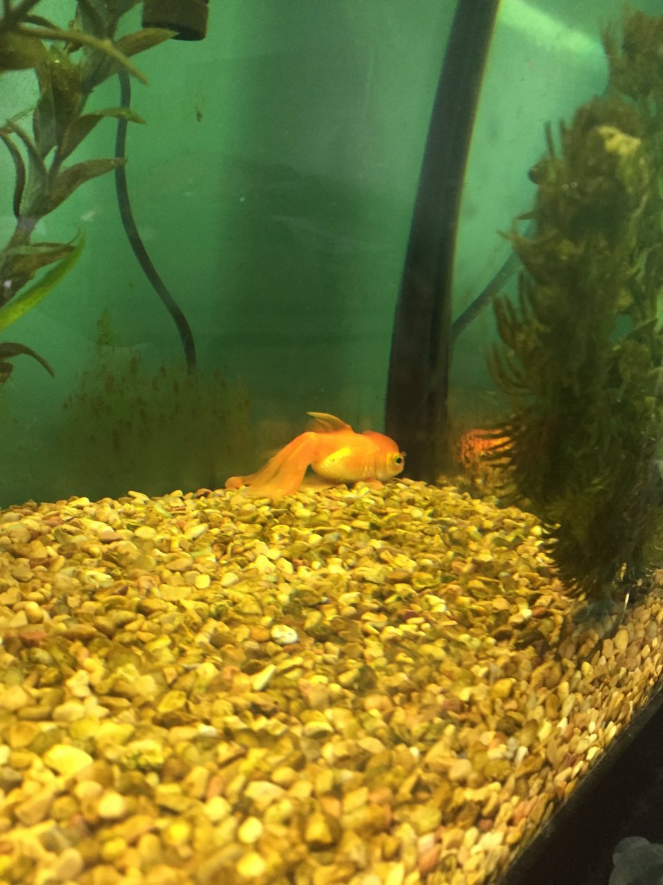 Help! Goldfish With Fins Clamped At The Bottom Of Tank After 50