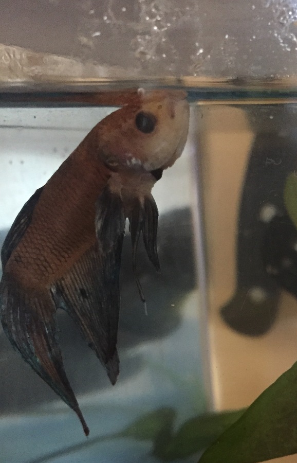 Betta Looks Unhealthy. Has Been For Awhile Now. What Are White