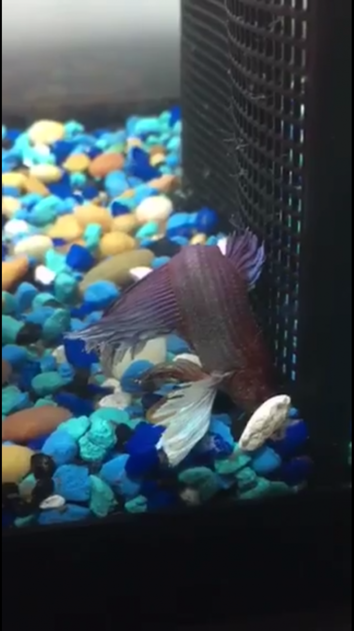 My Betta Is Laying Face Down. Why?!