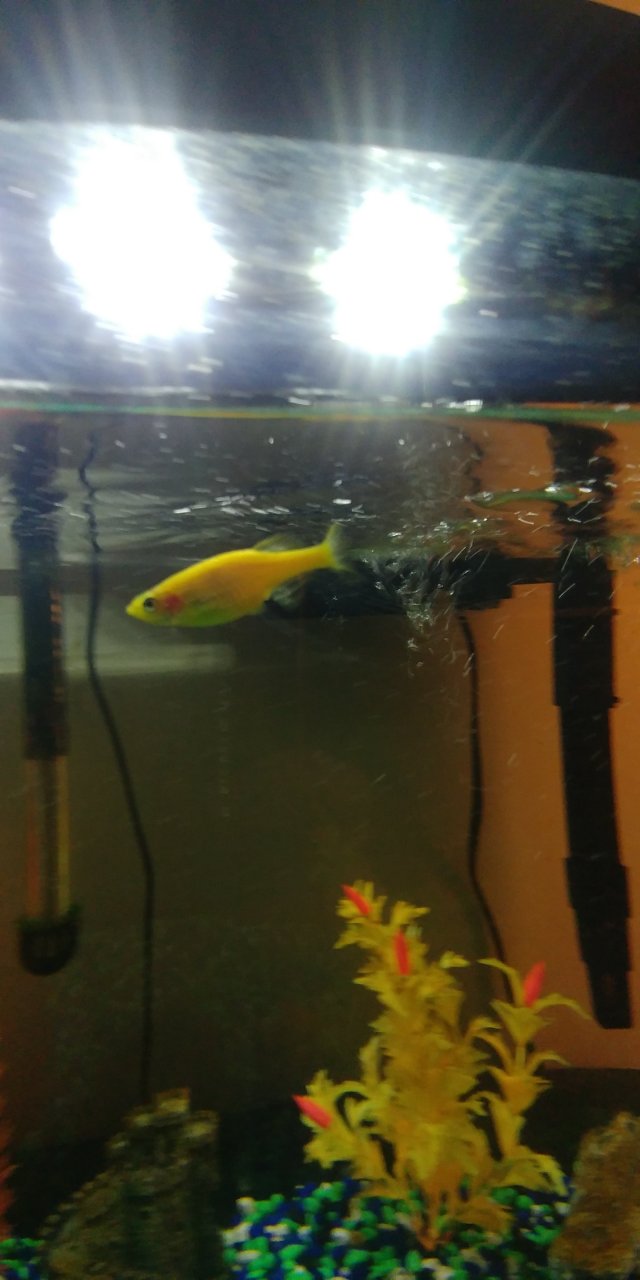Glofish Danio Has Red Gills