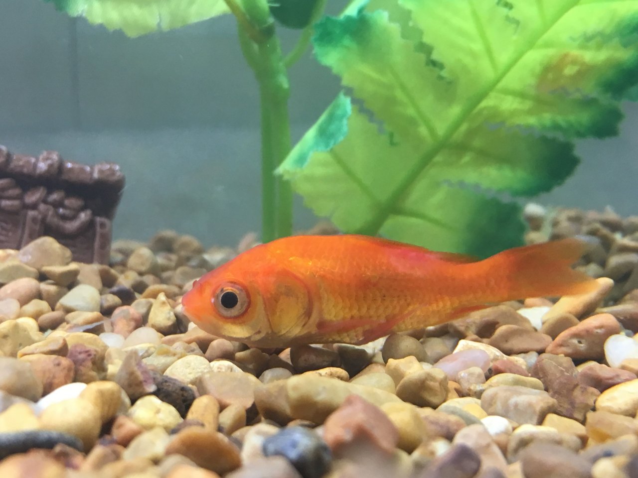 Stressed Goldfish With Clamped Fins And Sore?