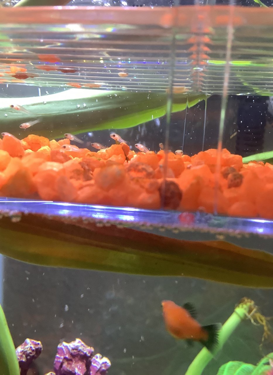 Which Fish Like Hard Water That Can Thrive In A 20 Gallon?