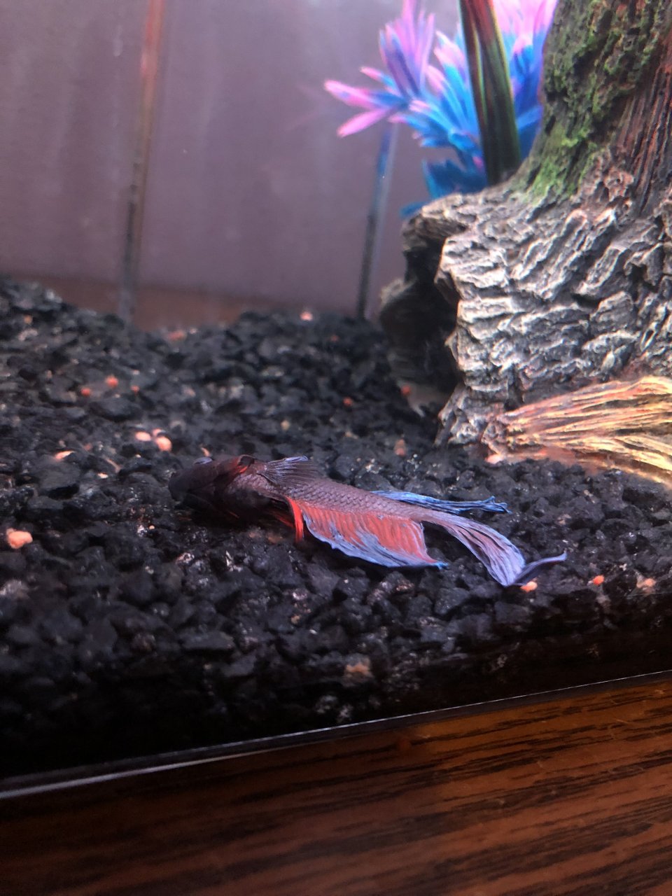 My Betta Fish Is Laying At Its Side At The Bottom Of His Tank And Looks  Like He's Struggling To Swim
