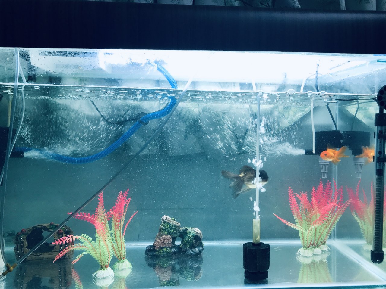 Goldfish Tank  Goldfish tank, Fish aquarium decorations, Goldfish aquarium