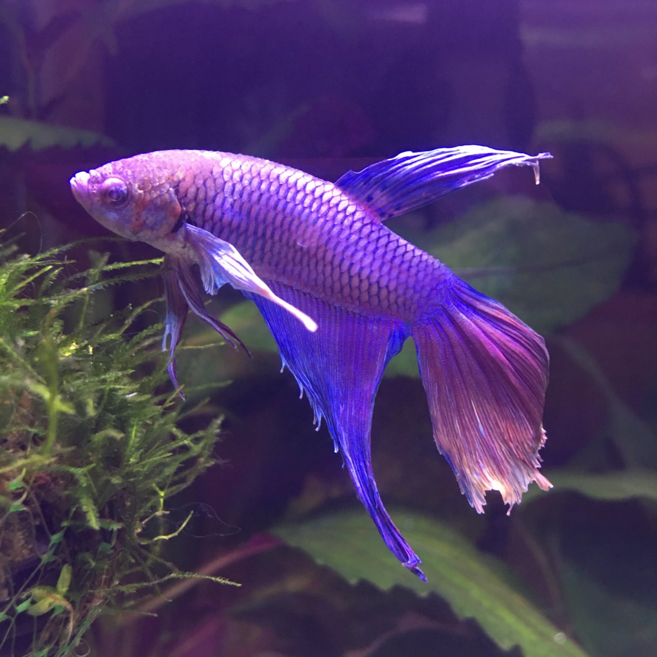 Betta's Fins Are Clamping/frayed, White Appearance, Tired - Help!