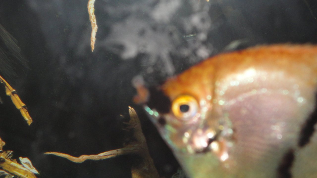 Angel Fish Has A Wart/growth On Its Nose.
