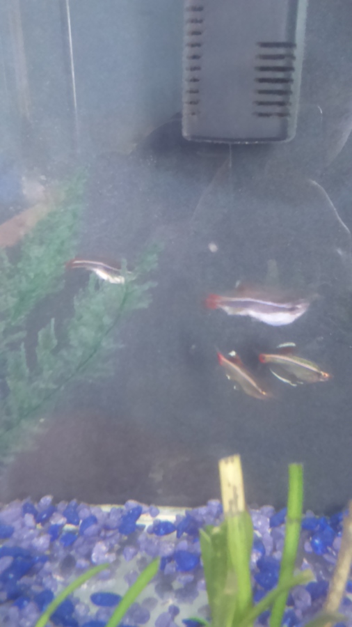 Are My White Cloud Mountain Females Minnows Full Of Eggs