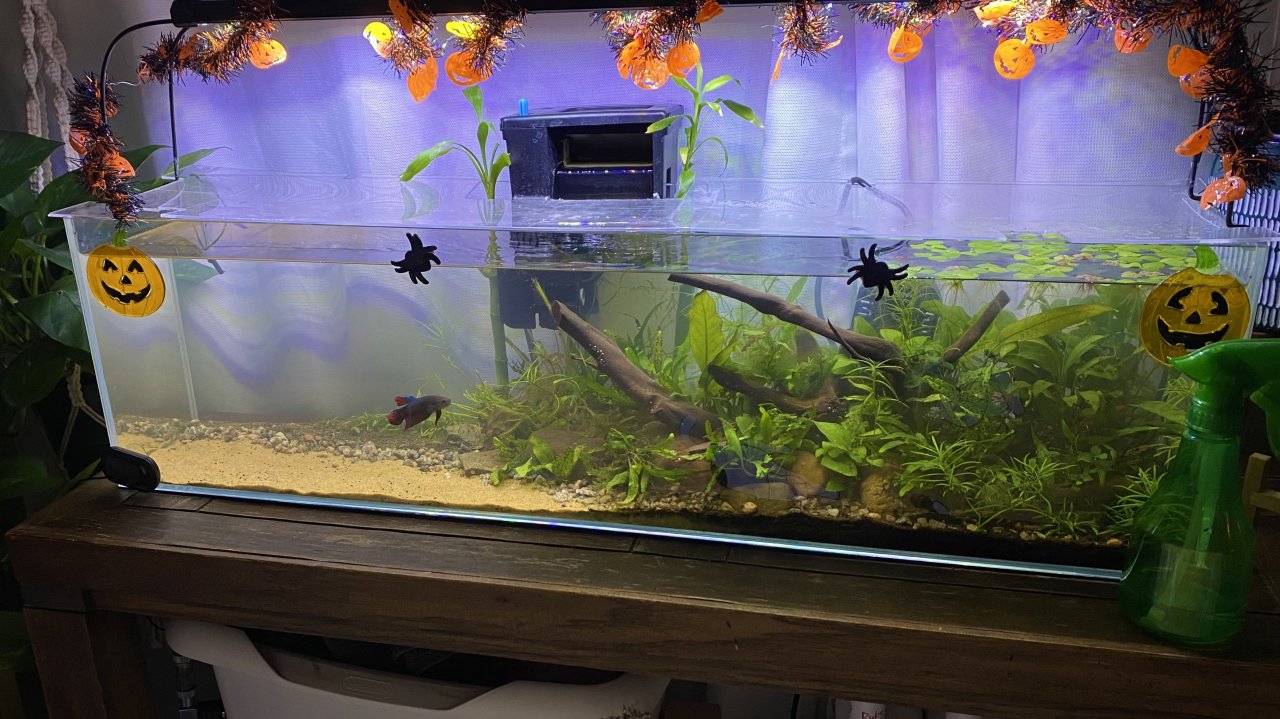 Help With 20 Gallon Aquascaping?