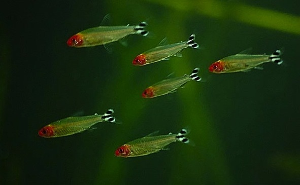 Why dont my tetras school? They hang out together but sometimes they split  off into 2 groups and they are never in sync like schooling fish are. :  r/aquarium