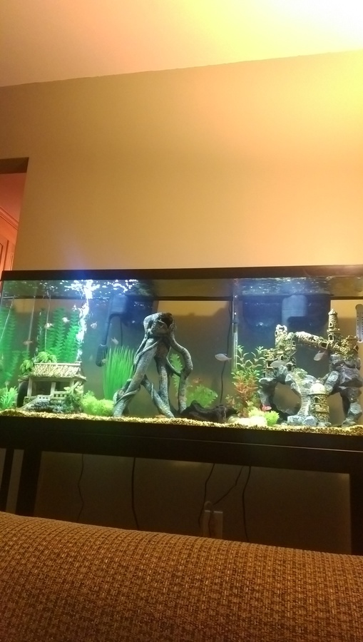 How Do I FinD Fish Stores Near Me. I Have A Butt Load Of Pet Is And Pet  Sma