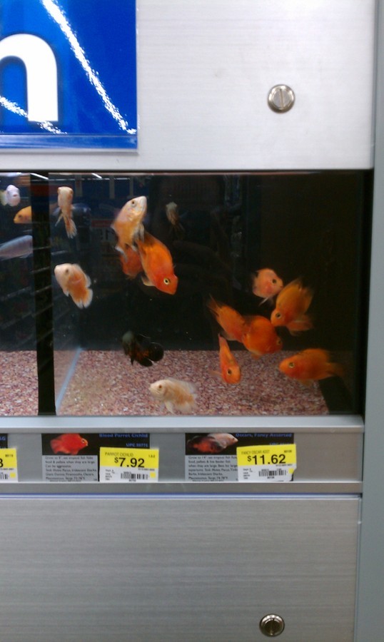 Walmart, A Scary Place For Fish