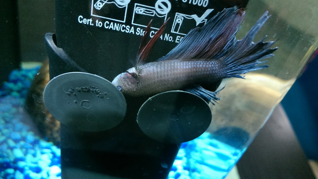 Betta Laying At Bottom Of Tank, Not Eating, Pale, Barely Breathing