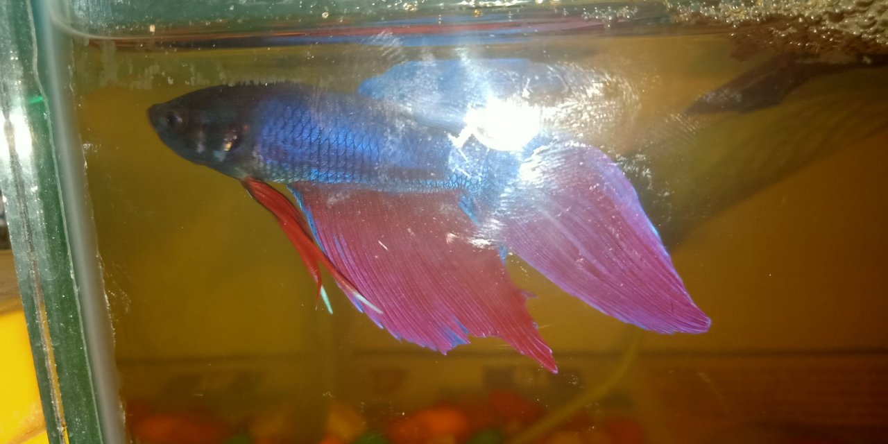 My Betta Had Gold Lines On Gills When I Bought It Now They Turned