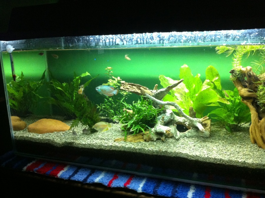 Asian Glass Catfish Compatible In 90 Liter Long?