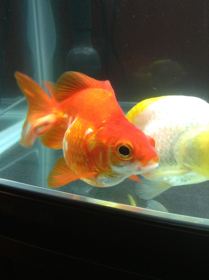 My Fancy Goldfish Has This White Soft Bone Like Stuff Grown On Her
