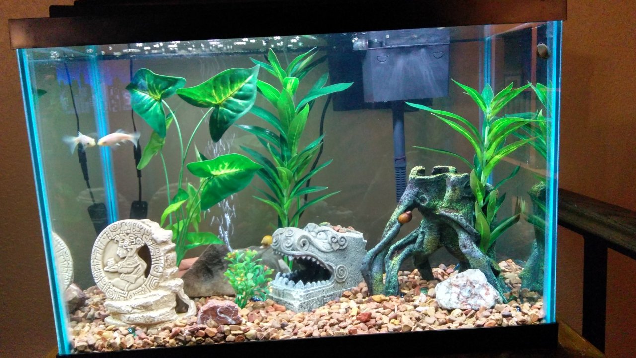 Wanting To Get Ideas And Advice On Stocking A 20 Gallon Tall Tank.