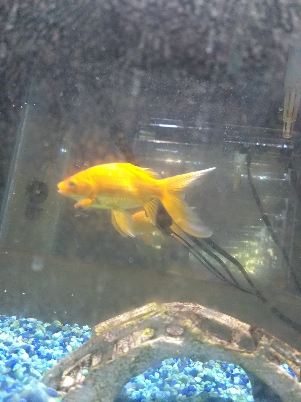 Clamped Fins On Goldfish