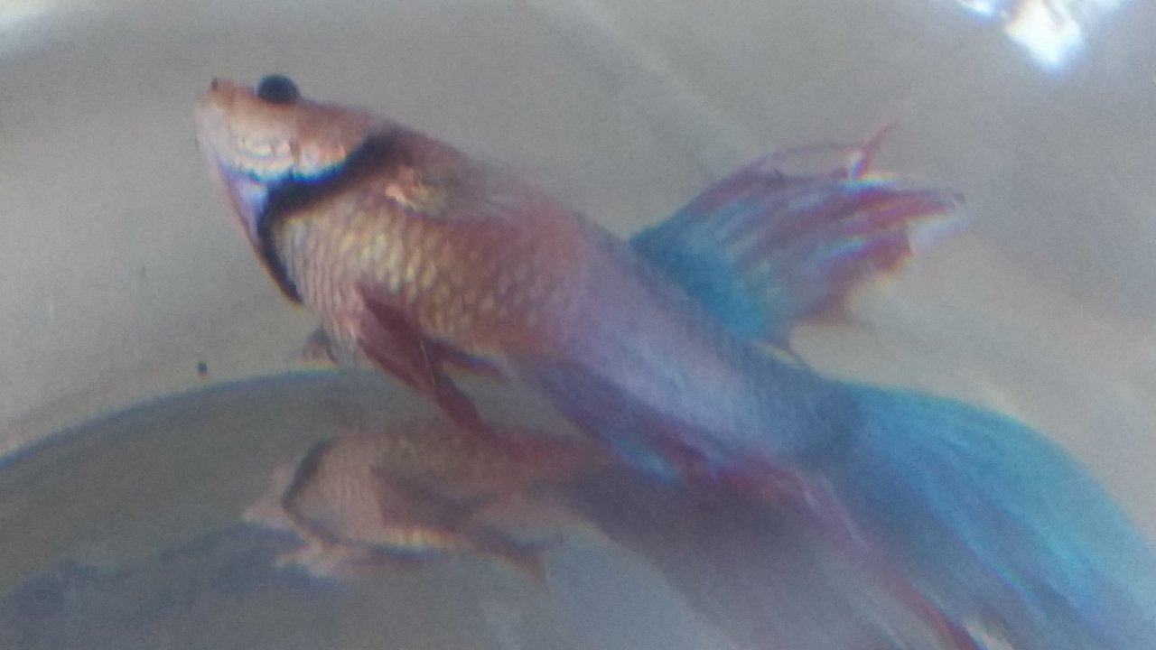 My Betta Fish Is Lying On Its Side And So Fat.