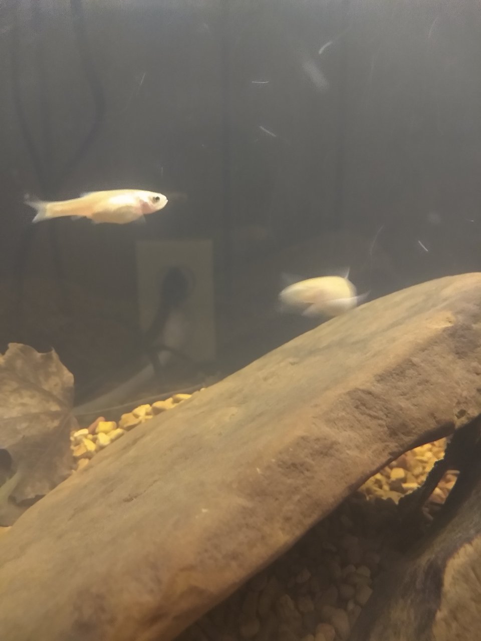 Are My Two Rosy Red Minnows Pregnant.