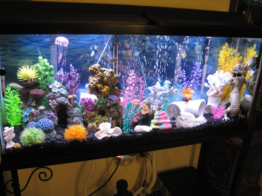 Hi, I Have A Few Questions. I Currently Have A 55 Gallon Tank With
