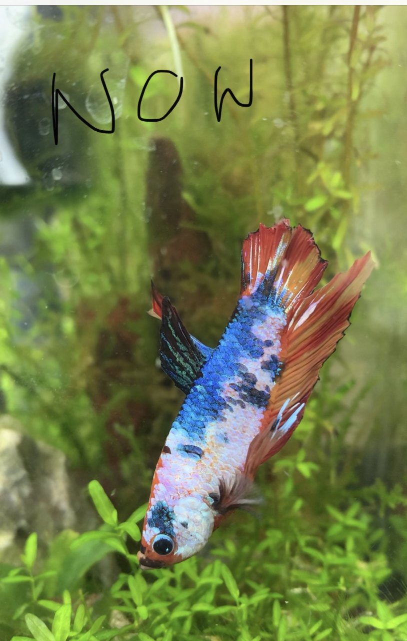 Help My Betta Has Clamped Fins And Is Darting!