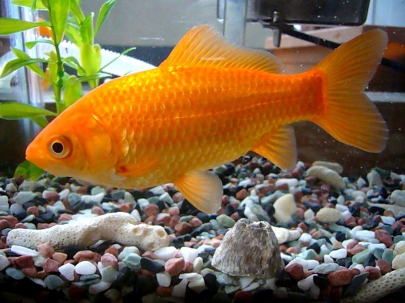 How To Tell If Your Goldfish Is Male Or Female