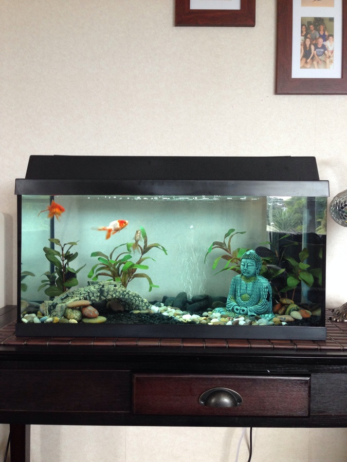 I Have 3 Fantail Goldfish And One Bristle Nose Sucker Fish. I Noticed That