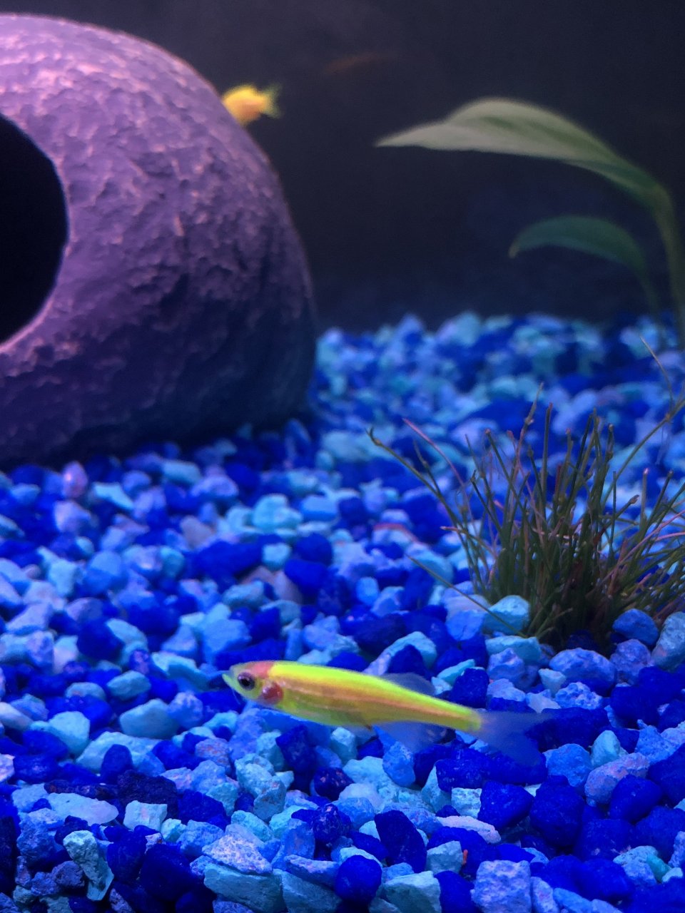 GloFish Danio Red Gills And Red Head, Only One In Tank That Looks  Affected??