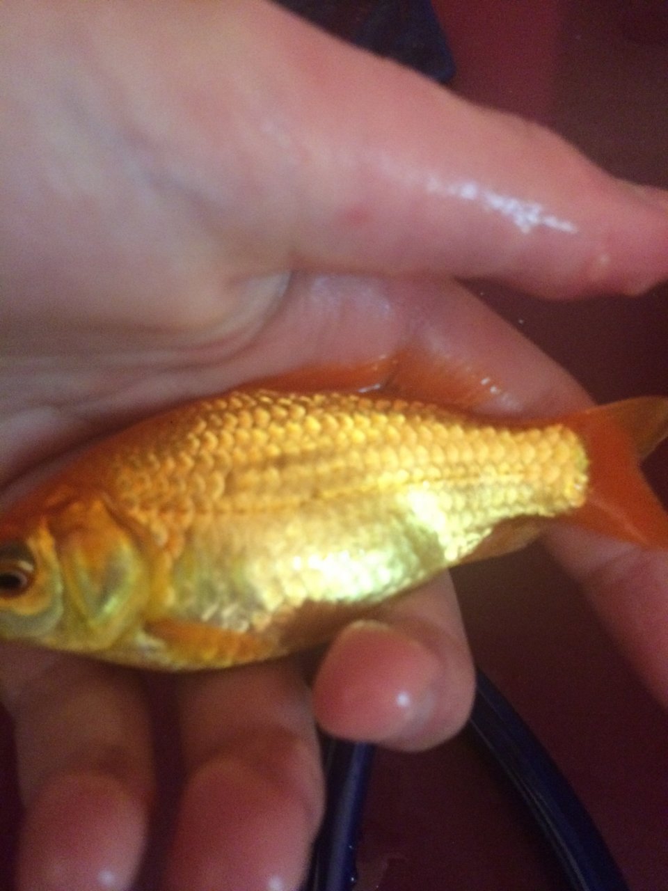 My Goldfish Was Pregnant Idk If It Still Is?