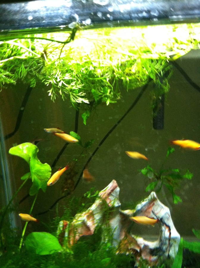 Planning To Get White Cloud Mountain Minnows! Need Advice!