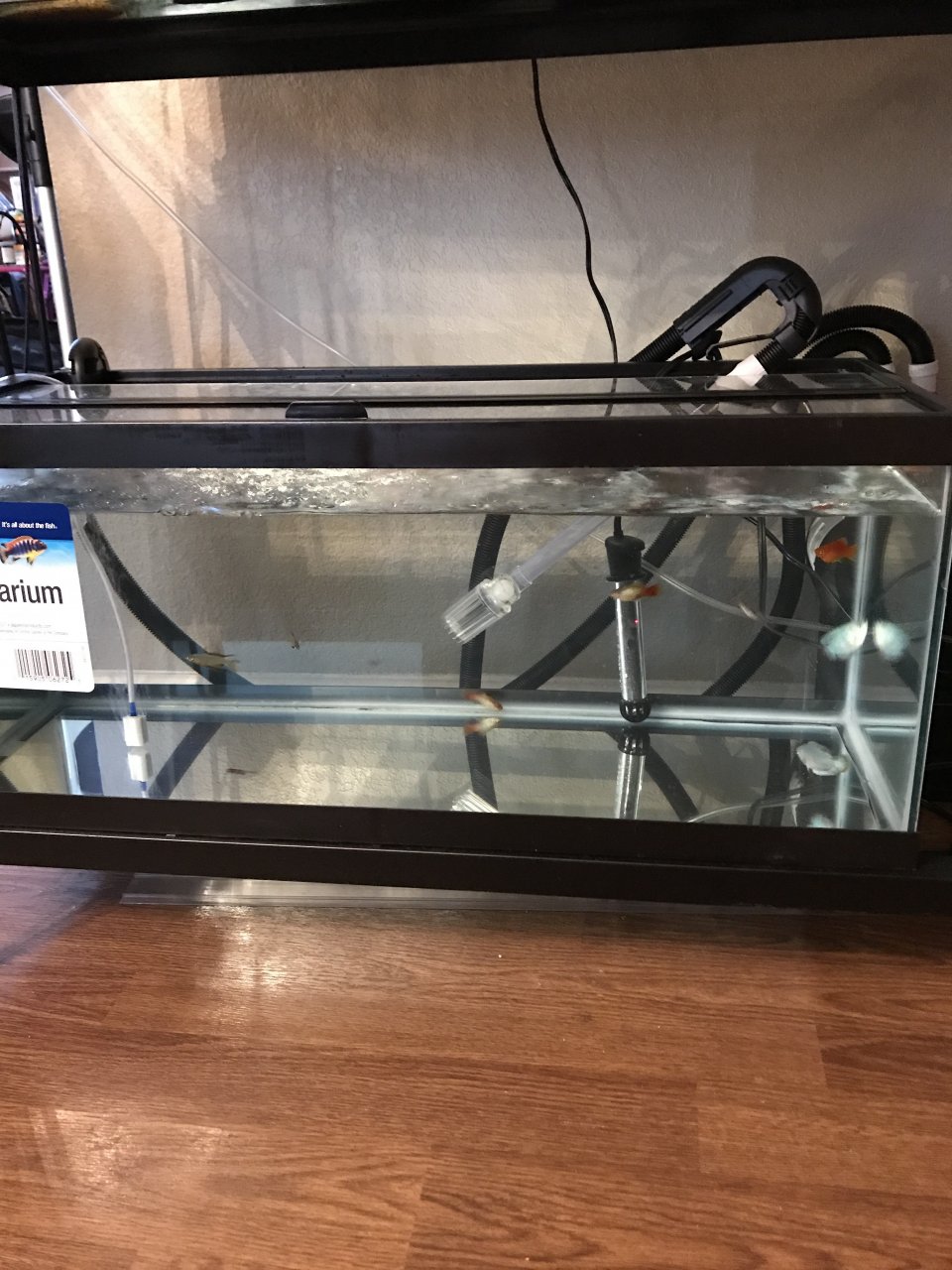 How Long Will It Take To Cycle A 20 Gallon Tank With 13 Fish And A
