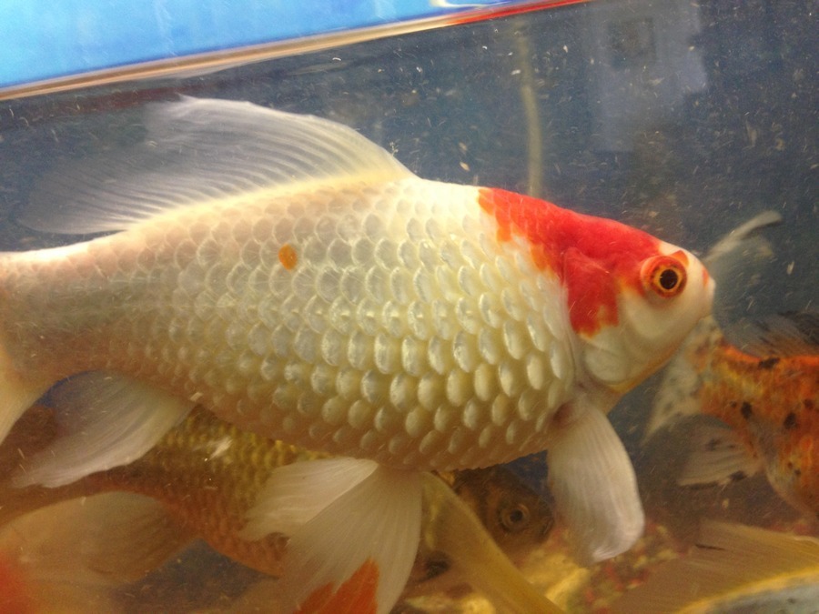 My Gold Fish Is Swollen? (S)He's Bloated And Has Scales All
